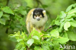 Squirrel Monkey (Saimiri spec.)