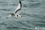 Black-legged Kittiwake (Rissa tridactyla)