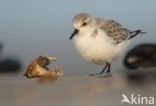 Sanderling (Calidris alba)