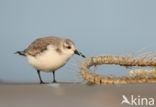 Sanderling (Calidris alba)