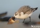 Drieteenstrandloper (Calidris alba)