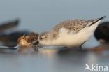 Drieteenstrandloper (Calidris alba)