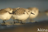 Sanderling (Calidris alba)