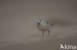 Drieteenstrandloper (Calidris alba)