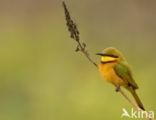 Little Bee-eater (Merops pusillus)