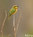 Little Bee-eater (Merops pusillus)