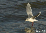 Dwergmeeuw (Larus minutus)