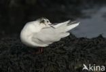 Little Gull (Larus minutus)