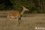 Red Deer (Cervus elaphus)