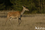 Edelhert (Cervus elaphus)