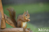 Red Squirrel (Sciurus vulgaris)