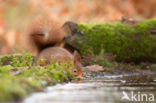 Red Squirrel (Sciurus vulgaris)