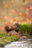 Red Squirrel (Sciurus vulgaris)