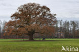 Eik (Quercus)