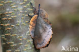 the Lappet (Gastropacha quercifolia)
