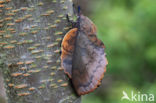 the Lappet (Gastropacha quercifolia)