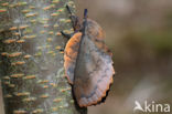 the Lappet (Gastropacha quercifolia)
