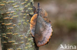 the Lappet (Gastropacha quercifolia)