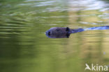 Europese bever (Castor fiber)