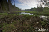 Europese bever (Castor fiber)