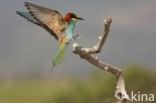 European Bee-eater (Merops apiaster)