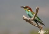 European Bee-eater (Merops apiaster)