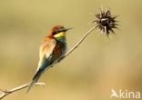 European Bee-eater (Merops apiaster)