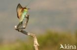 Europese Bijeneter (Merops apiaster)