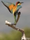 European Bee-eater (Merops apiaster)