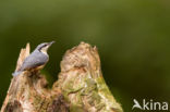 Eurasian Nuthatch (Sitta europaea)