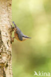 Europese Boomklever (Sitta europaea)