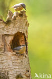 Europese Boomklever (Sitta europaea)