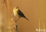 Willow Warbler (Phylloscopus trochilus)