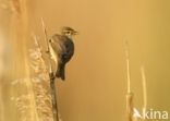 Willow Warbler (Phylloscopus trochilus)