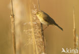 Willow Warbler (Phylloscopus trochilus)
