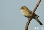 Willow Warbler (Phylloscopus trochilus)