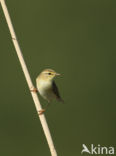 Willow Warbler (Phylloscopus trochilus)