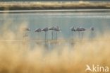 Flamingo (Phoenicopterus ruber)