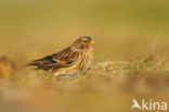 Frater (Carduelis flavirostris)