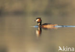 Great Crested Grebe (Podiceps cristatus)