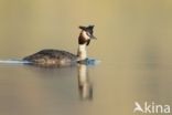 Great Crested Grebe (Podiceps cristatus)