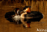 Great Crested Grebe (Podiceps cristatus)