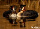 Great Crested Grebe (Podiceps cristatus)