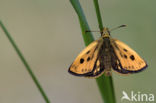 Northern Checkered Skipper (Carterocephalus silvicolus)