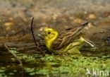 Yellowhammer (Emberiza citrinella)