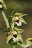 Geelgroene wespenorchis (Epipactis muelleri)