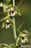 Geelgroene wespenorchis (Epipactis muelleri)