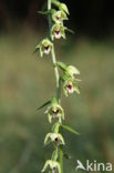 Geelgroene wespenorchis (Epipactis muelleri)