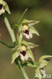 Geelgroene wespenorchis (Epipactis muelleri)