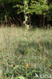 Geelgroene wespenorchis (Epipactis muelleri)